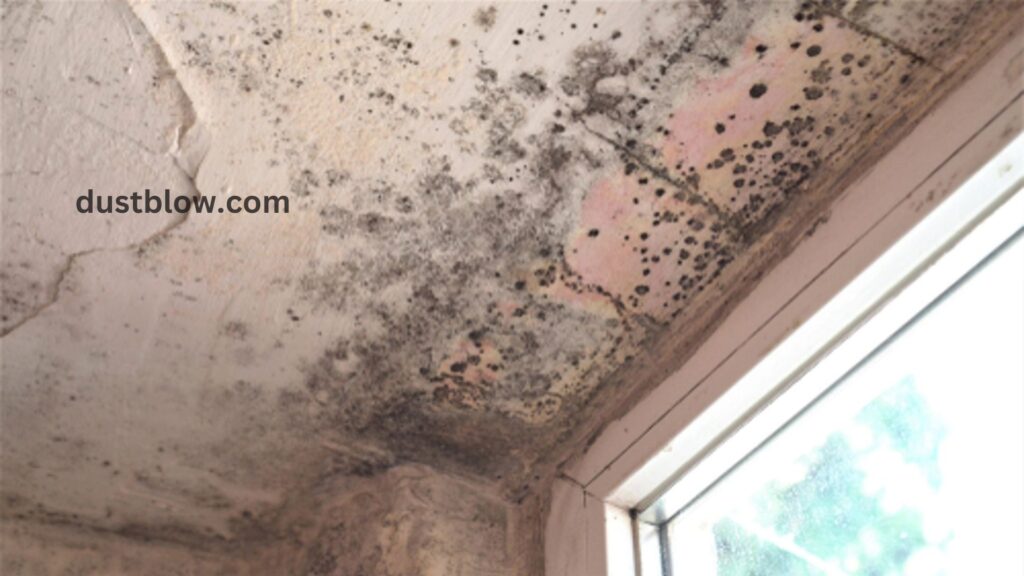 What is the most effective cleaning product for mold removal?