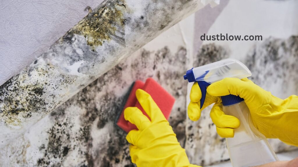 What is the most effective cleaning product for mold removal?