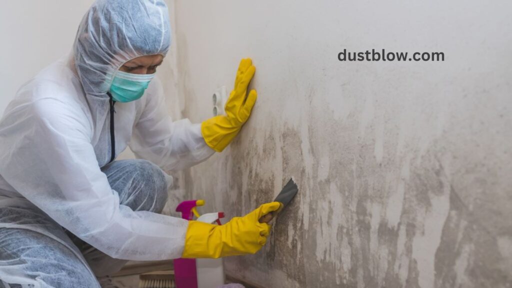 What is the most effective cleaning product for mold removal?
